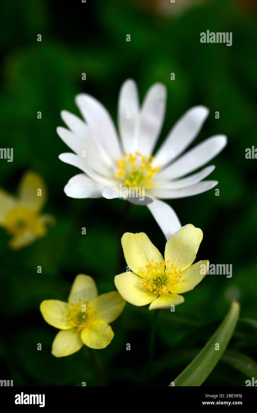 anemone x lipsiensis pallida,cream yellow flowers anemone blanda white shades,white flowers,wildflower,flower, flowering, woods, woodland garden, shad Stock Photo