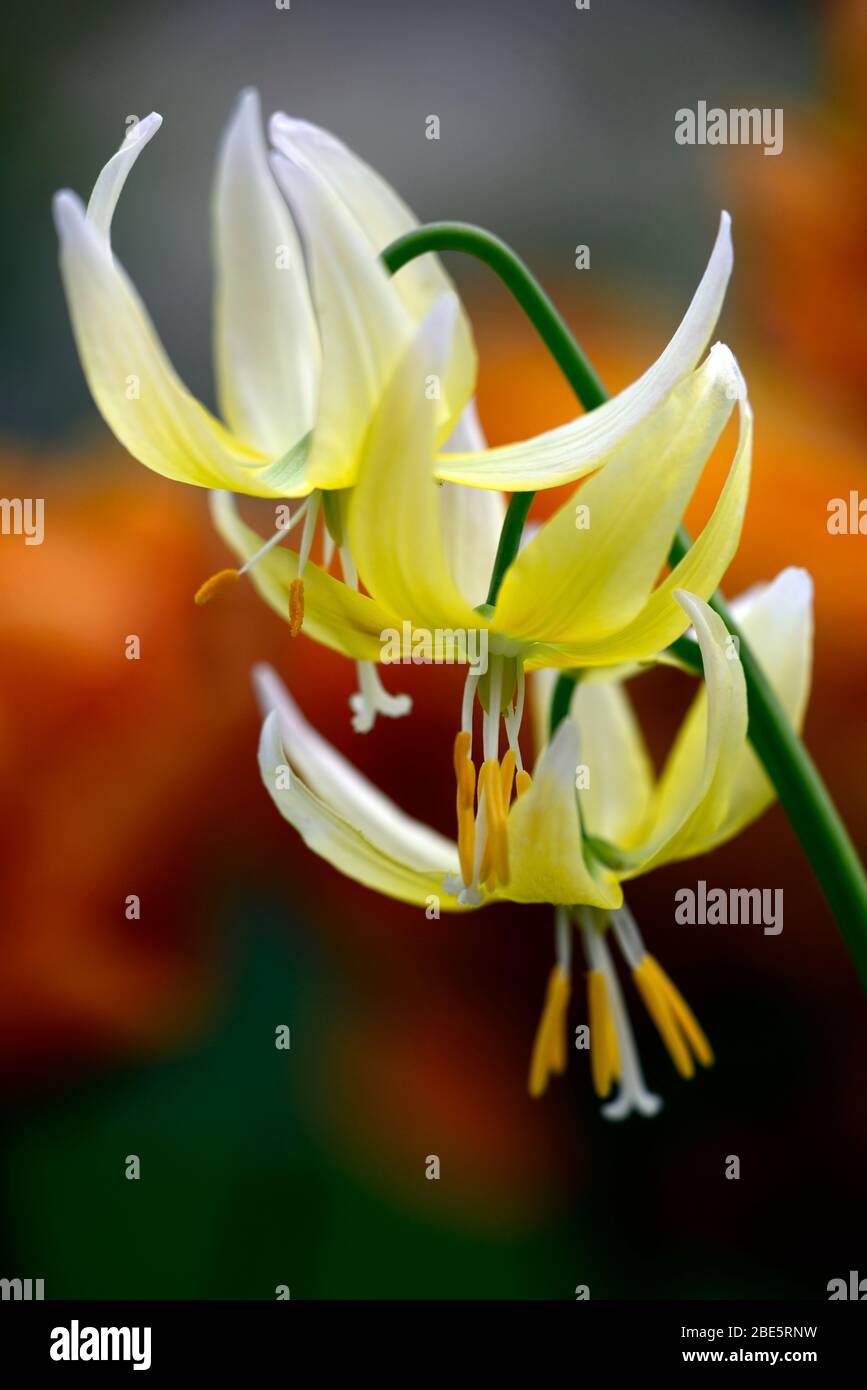 erythronium joanna, yellow flowers,woodland garden,shade,shady,shaded,wood,dog's tooth violet,spring,flowers,flower,flowering,RM Floral Stock Photo
