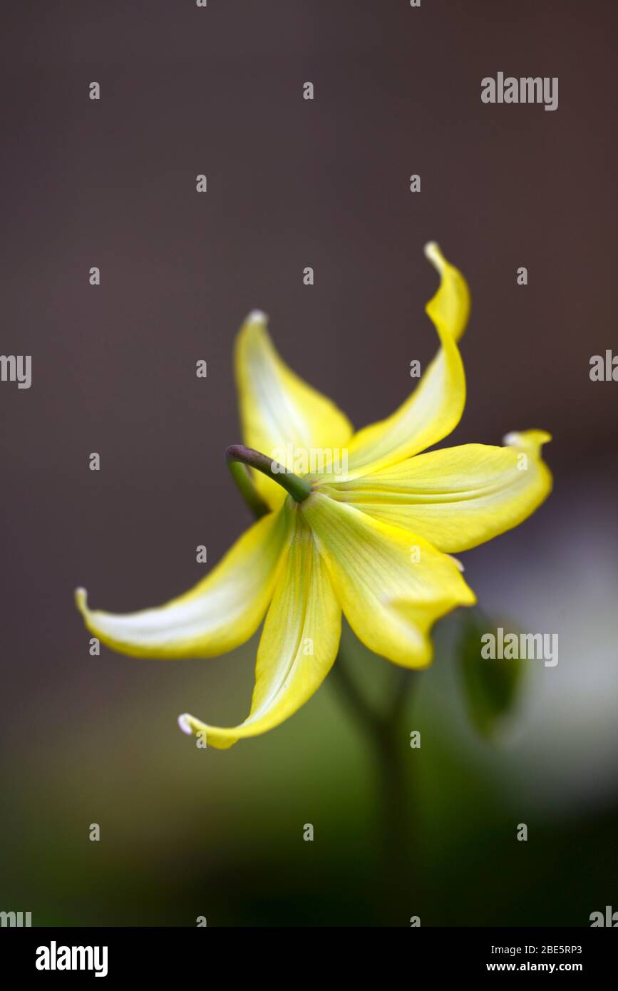 erythronium, fawn lily, dogstooth violet,sulphur yellow flowers,overhead view,looking down on flowers, flowering, clump, wood, woods, woodland, shade, Stock Photo