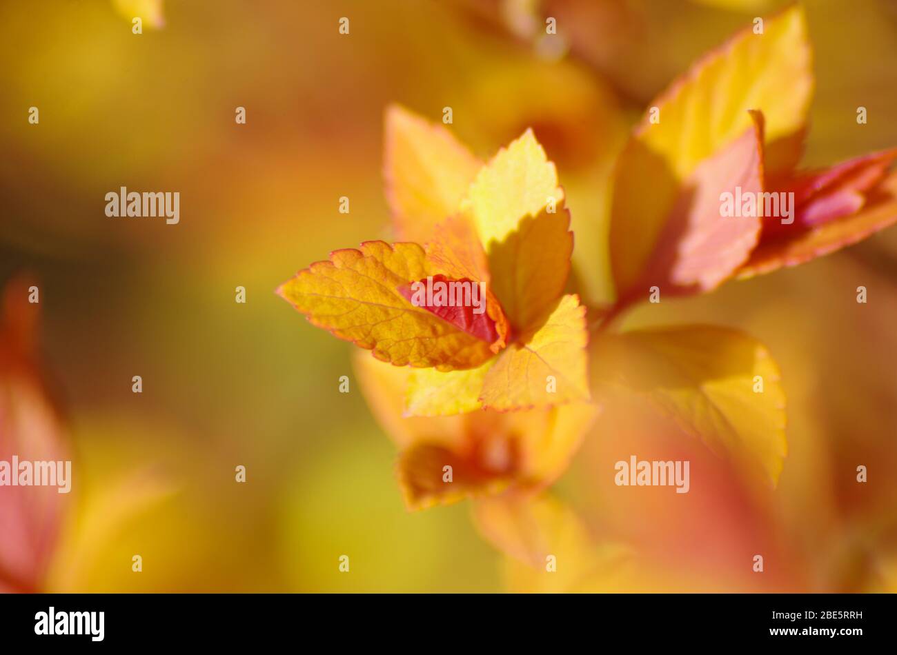 Golden autumn plant leaves in evening sun Stock Photo