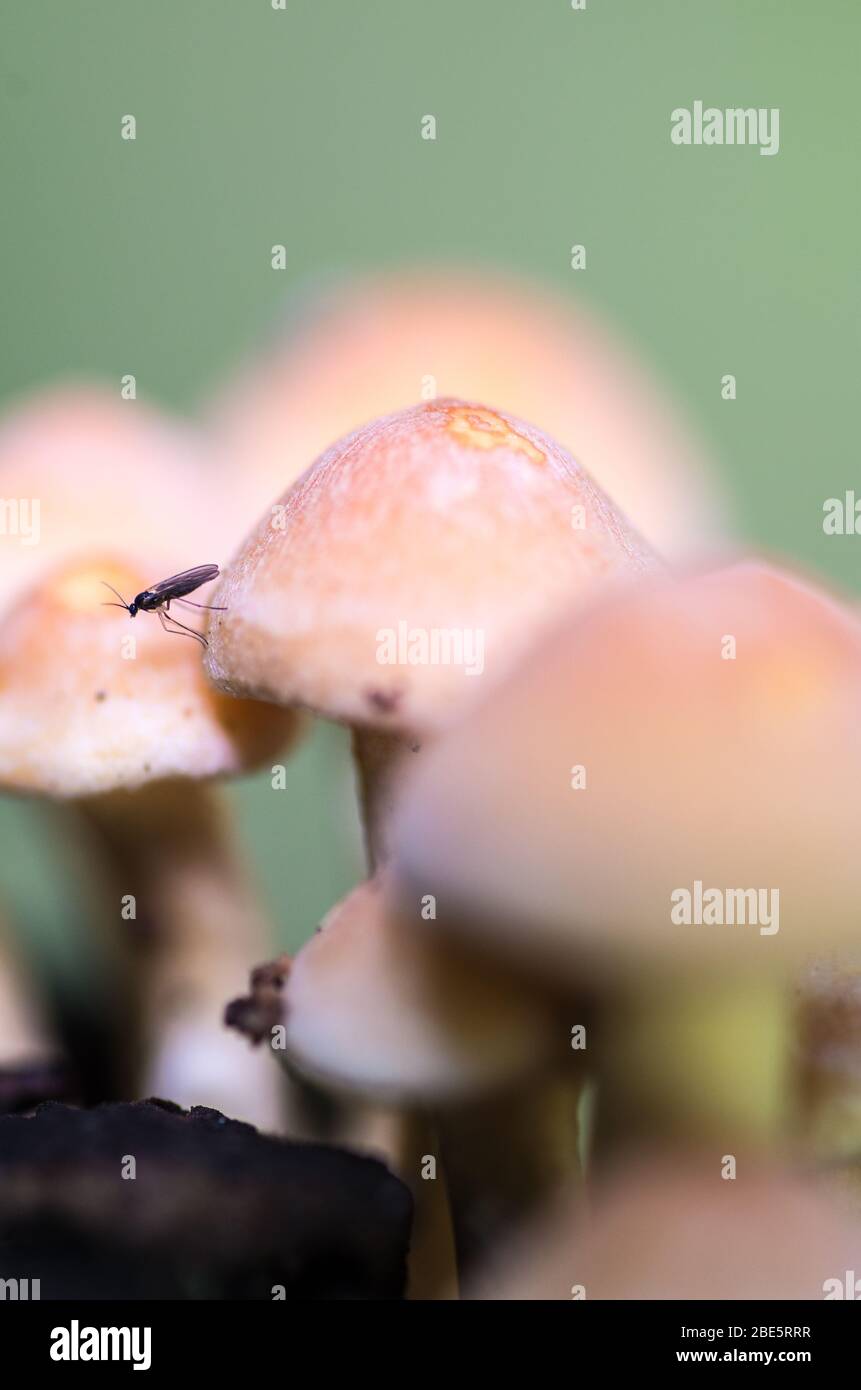 Fairytale miniature mushroom fungi growing in the forest and woodlands Stock Photo