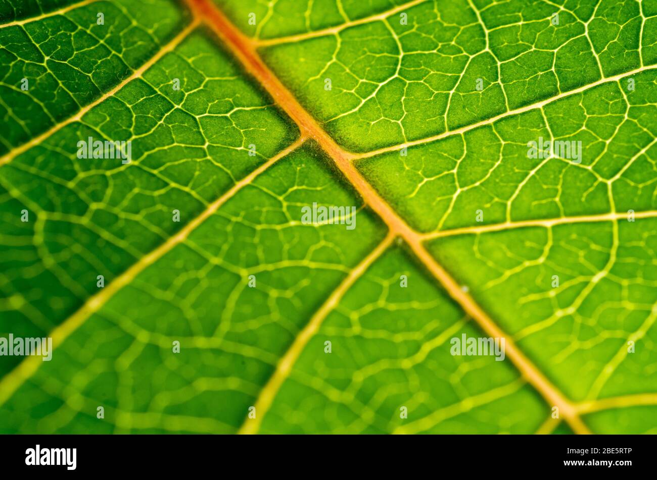 Macro photo of a leaf construction and structure showing Xylem and Phloem Veins Stock Photo