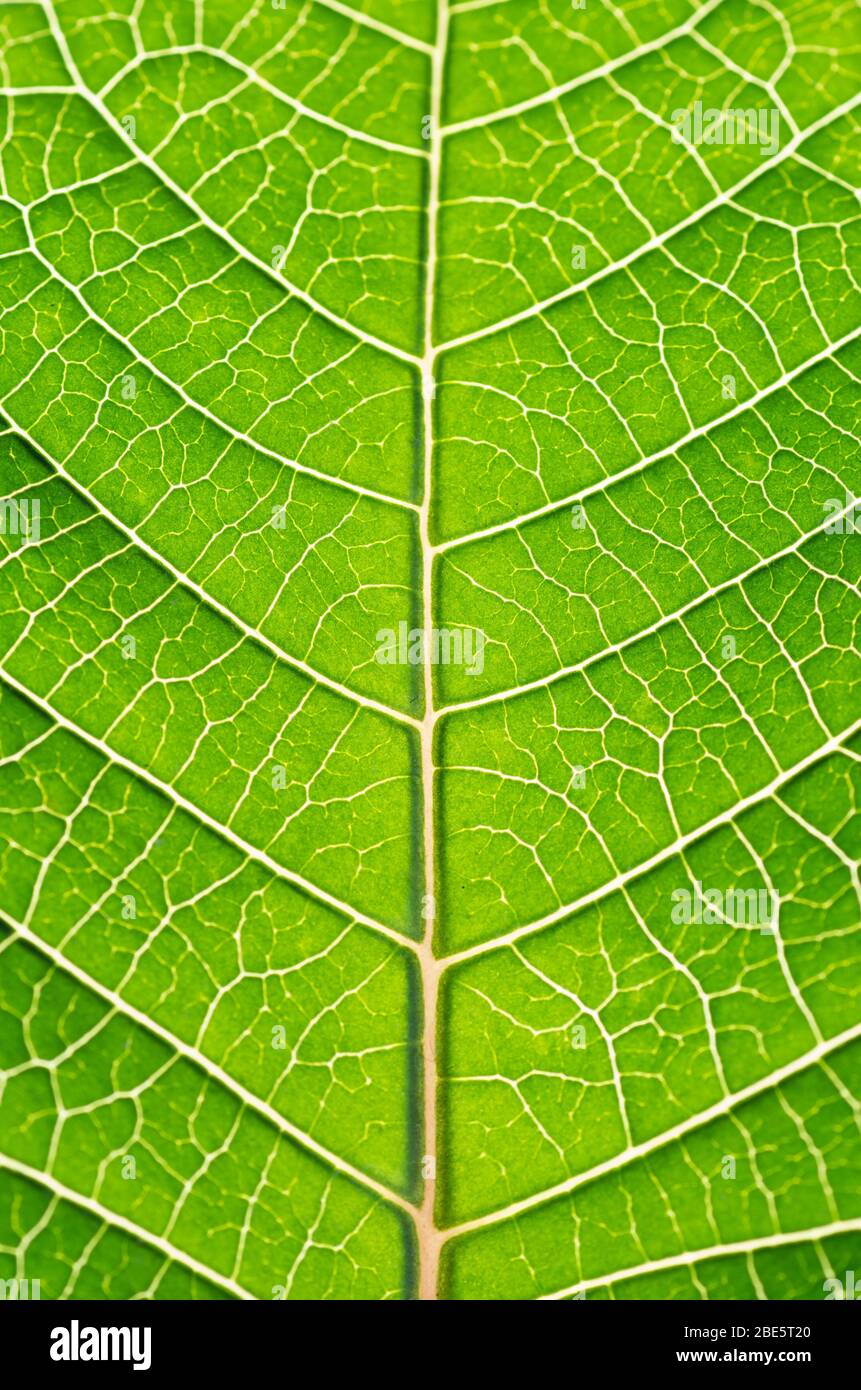 Macro photo of a leaf construction and structure showing Xylem and Phloem Veins Stock Photo