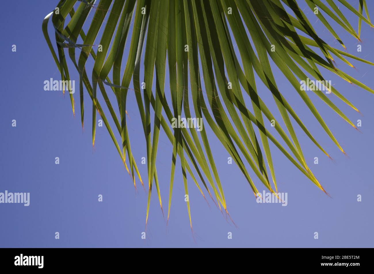 Palm tree - Arecaceae is a family of perennial flowering plants in the monocot order Arecale Stock Photo