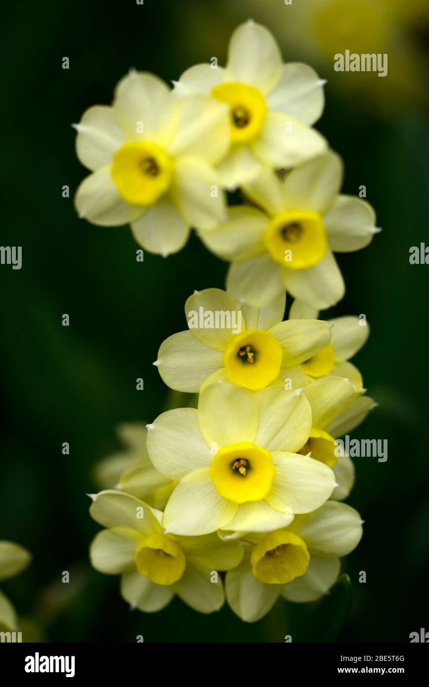 Narcissus Angel's Whisper,triandrus daffodil,yellow flowers,scented,perfumed,spring daffodils,garden,gardens,RM Floral Stock Photo