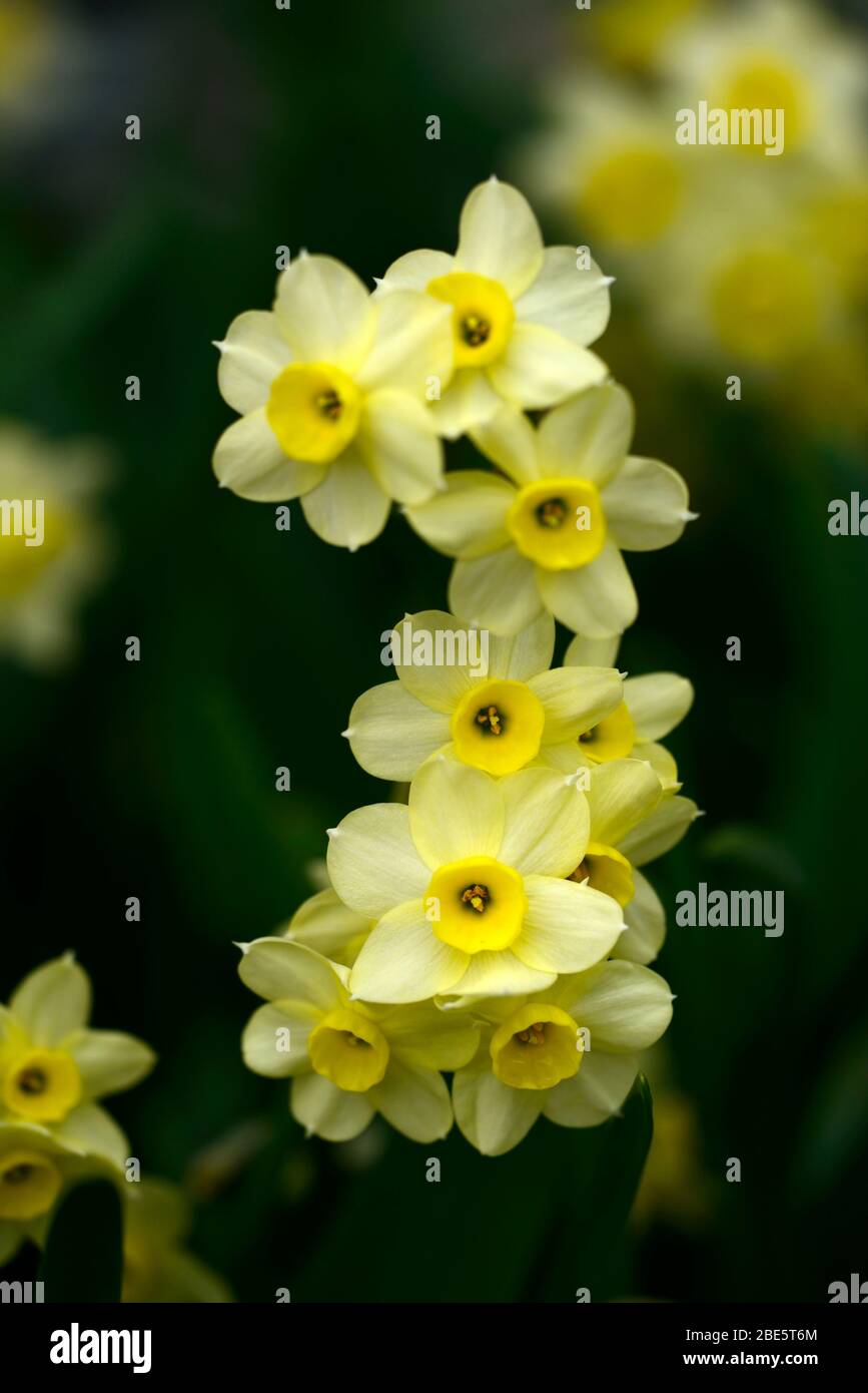 Narcissus Angel's Whisper,triandrus daffodil,yellow flowers,scented,perfumed,spring daffodils,garden,gardens,RM Floral Stock Photo