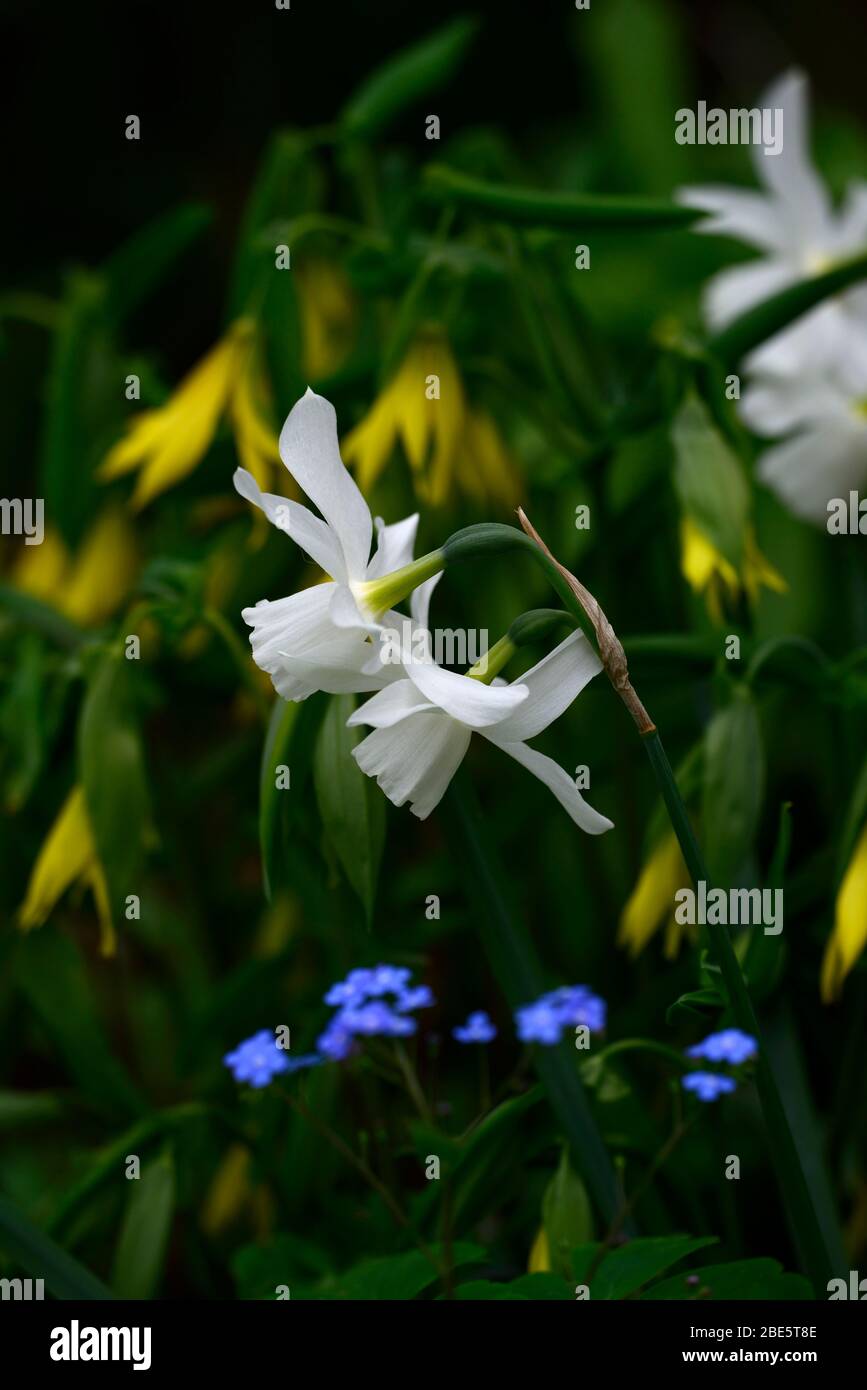 narcissus thalia, white, daffodil, Omphalodes verna, Blue eyed Mary,Uvularia grandiflora,merry bells,yellow blue white flowers, flower,flowering,flowe Stock Photo