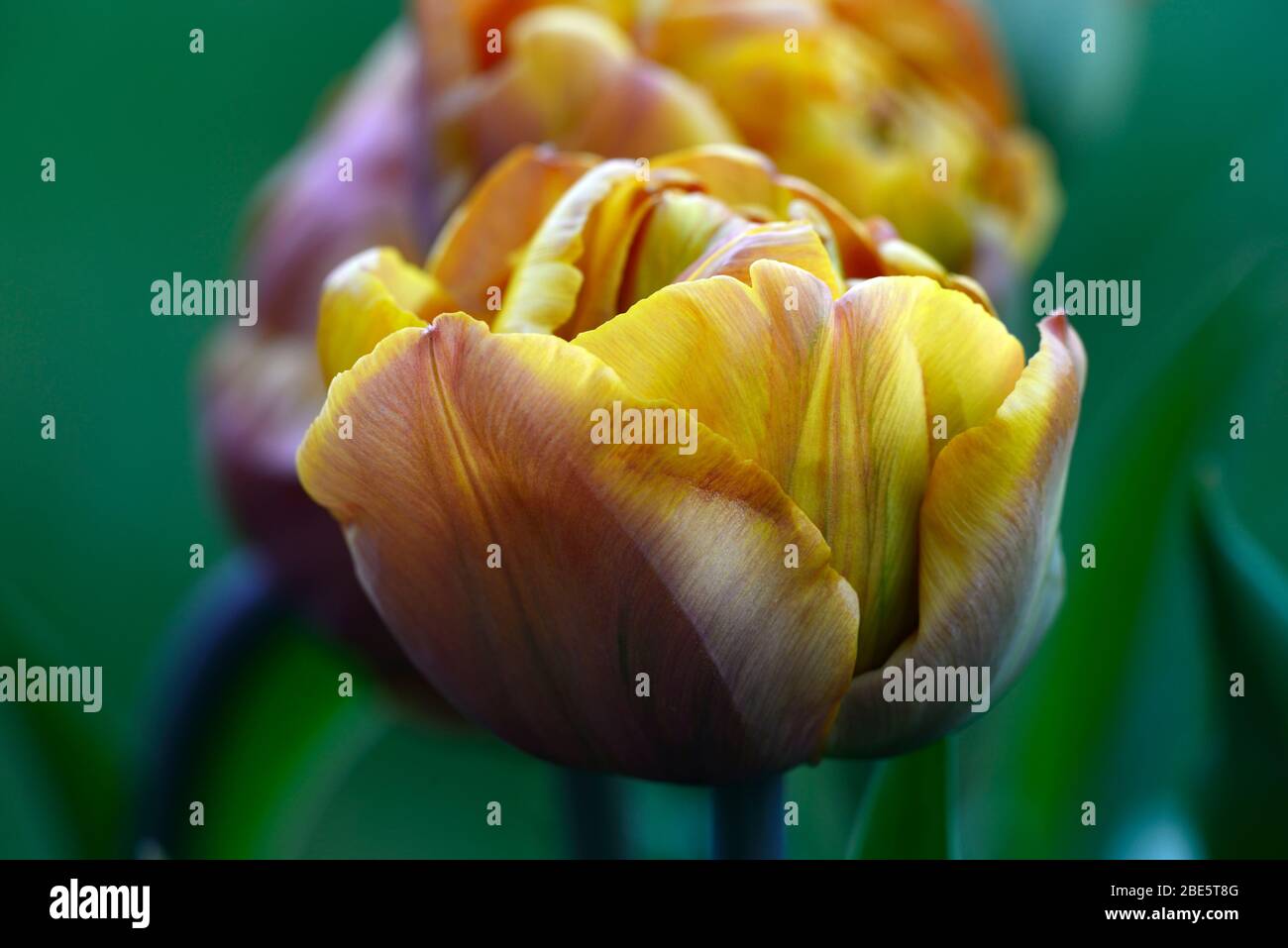 Tulip Brownie,double early flowers,brown orange flowers,tulips,tulip,flowering,spring,bulbs,RM floral Stock Photo