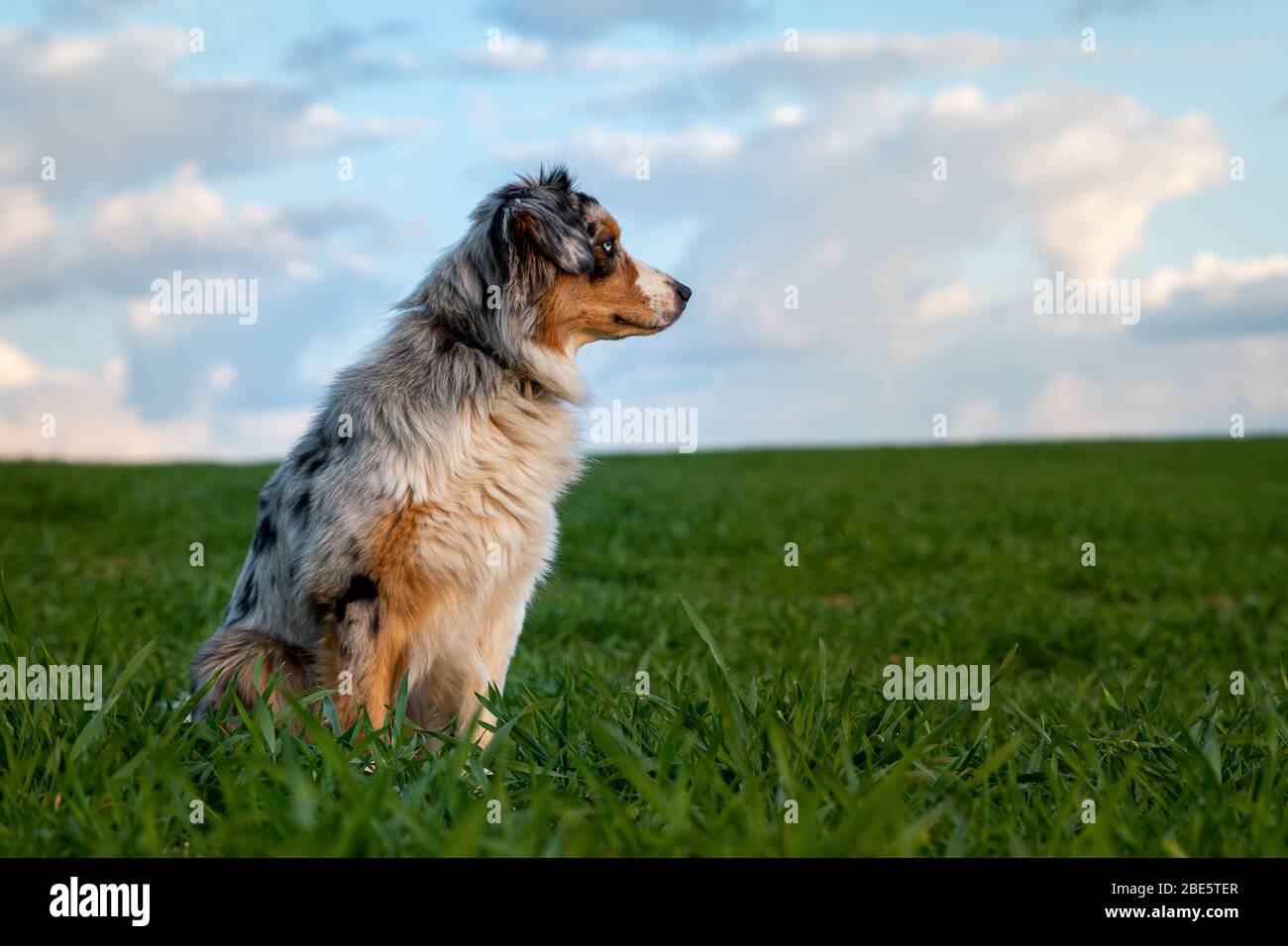 Beautiful young Australian Shepherd sitting on brown field Stock Photo
