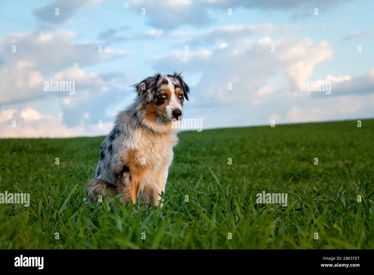 Dog australian shepherd sitiing blue merle nature on green field looking sad Stock Photo
