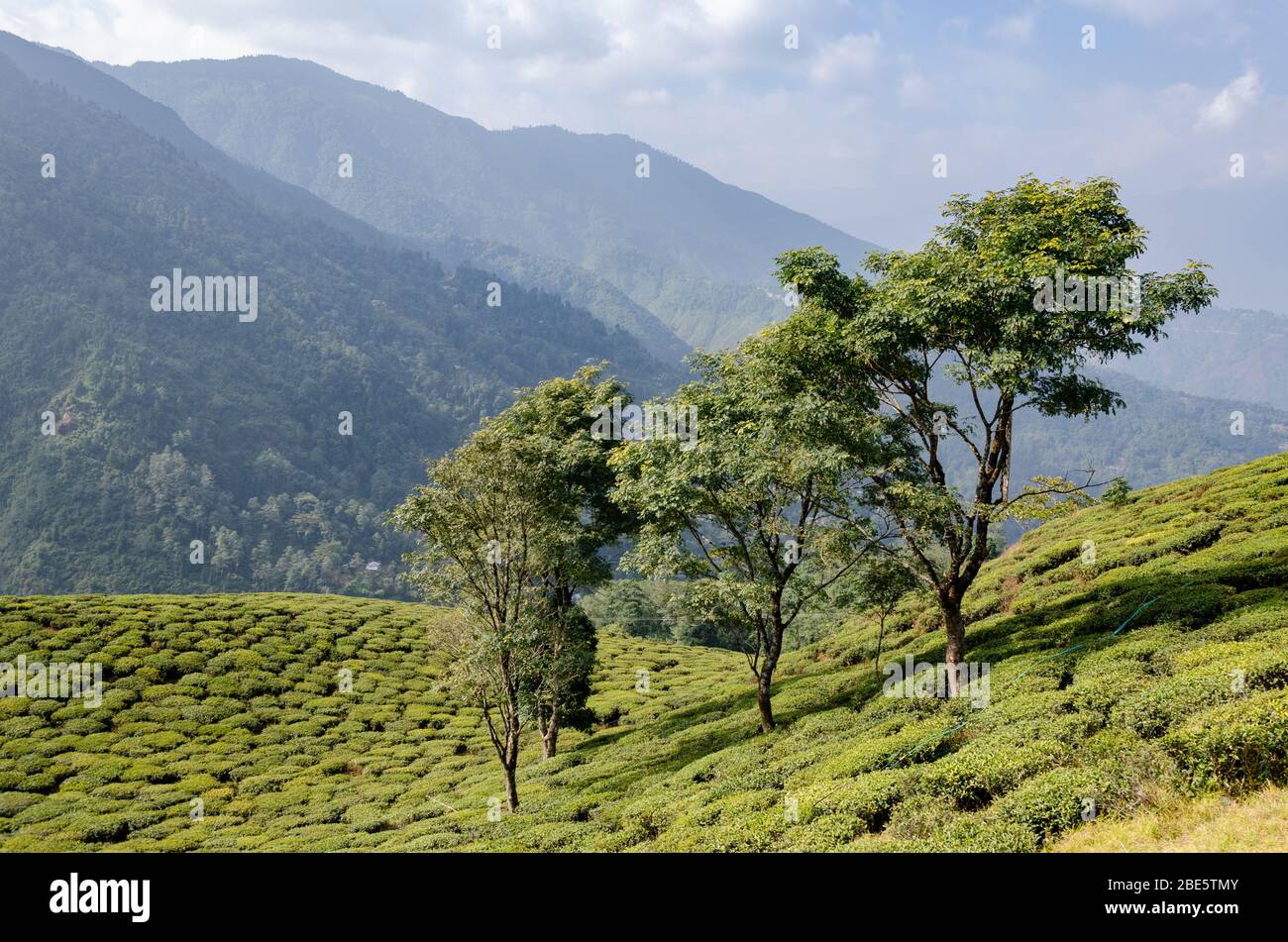 Beautiful view of tall mountains overlooking Bloomfield Tea Garden, Darjeeling, West Bengal, India Stock Photo