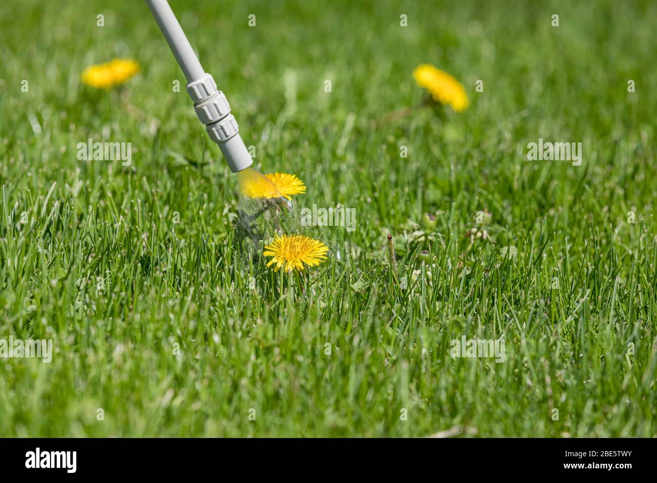 Dandelion weed in lawn and spraying weed killer herbicide. Home lawn care landscaping concept Stock Photo