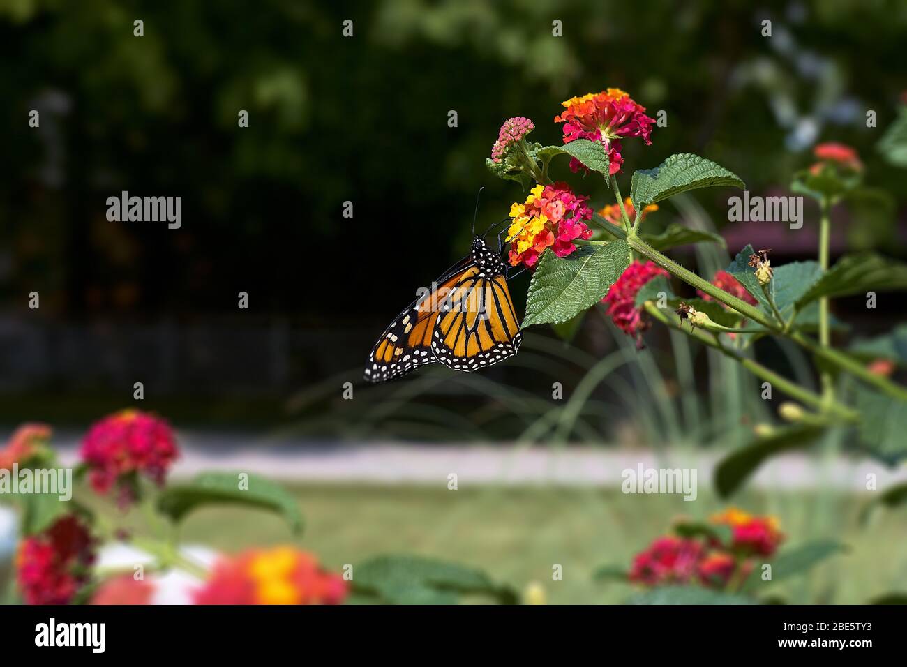Colorful Monarch butterfly feeding on a flower Stock Photo - Alamy
