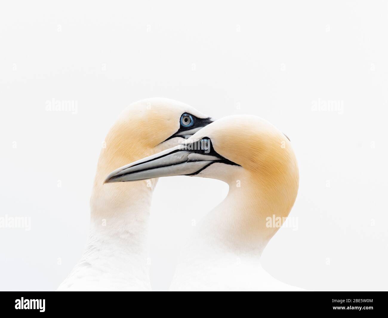 A high key portrait of two gannets Stock Photo