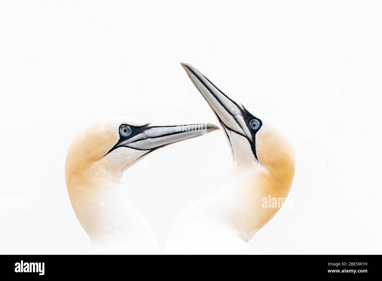 A high key portrait of two gannets Stock Photo