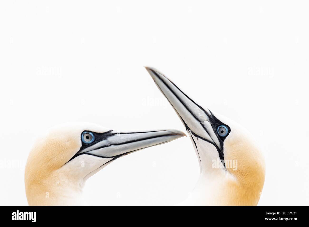 A high key portrait of two gannets Stock Photo