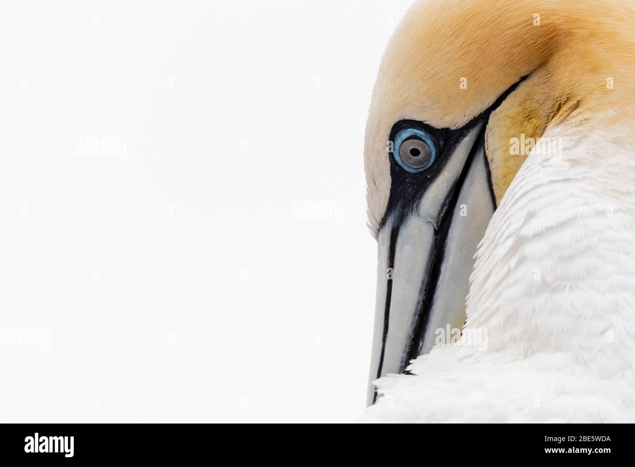 A high key portrait of a gannet Stock Photo