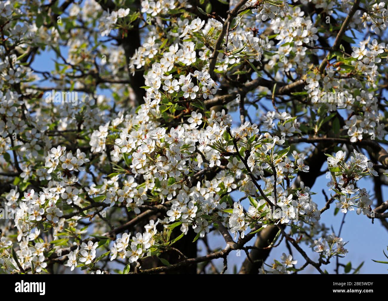 The white blossom of a traditional Robin Pear fruit tree, Pyrus communis, in an English garden. Stock Photo