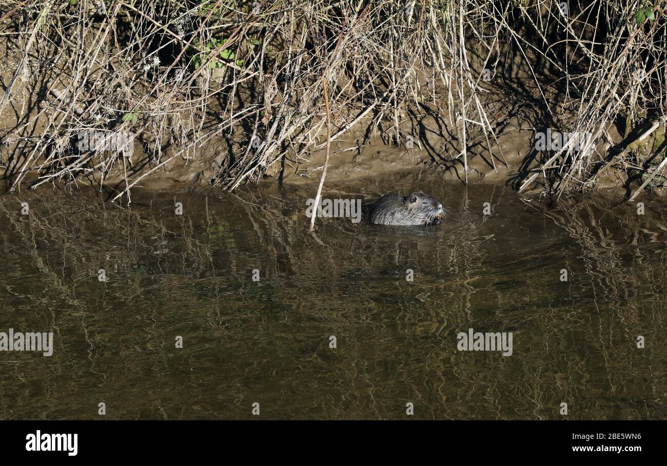 Rodent incisor hi-res stock photography and images - Alamy