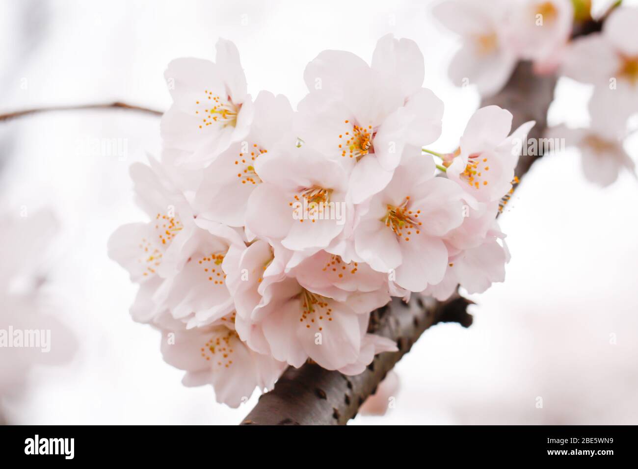 Sakura (Cherry) Bloosm in Japan Stock Photo - Alamy