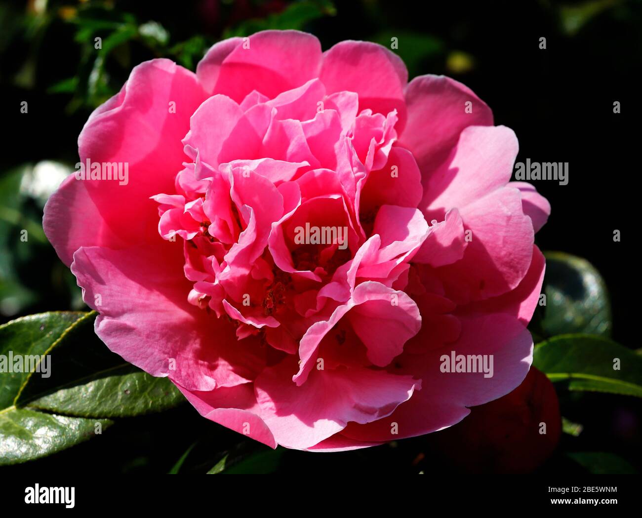 Rhododendron Azalea Flower Border High Resolution Stock and Images - Alamy