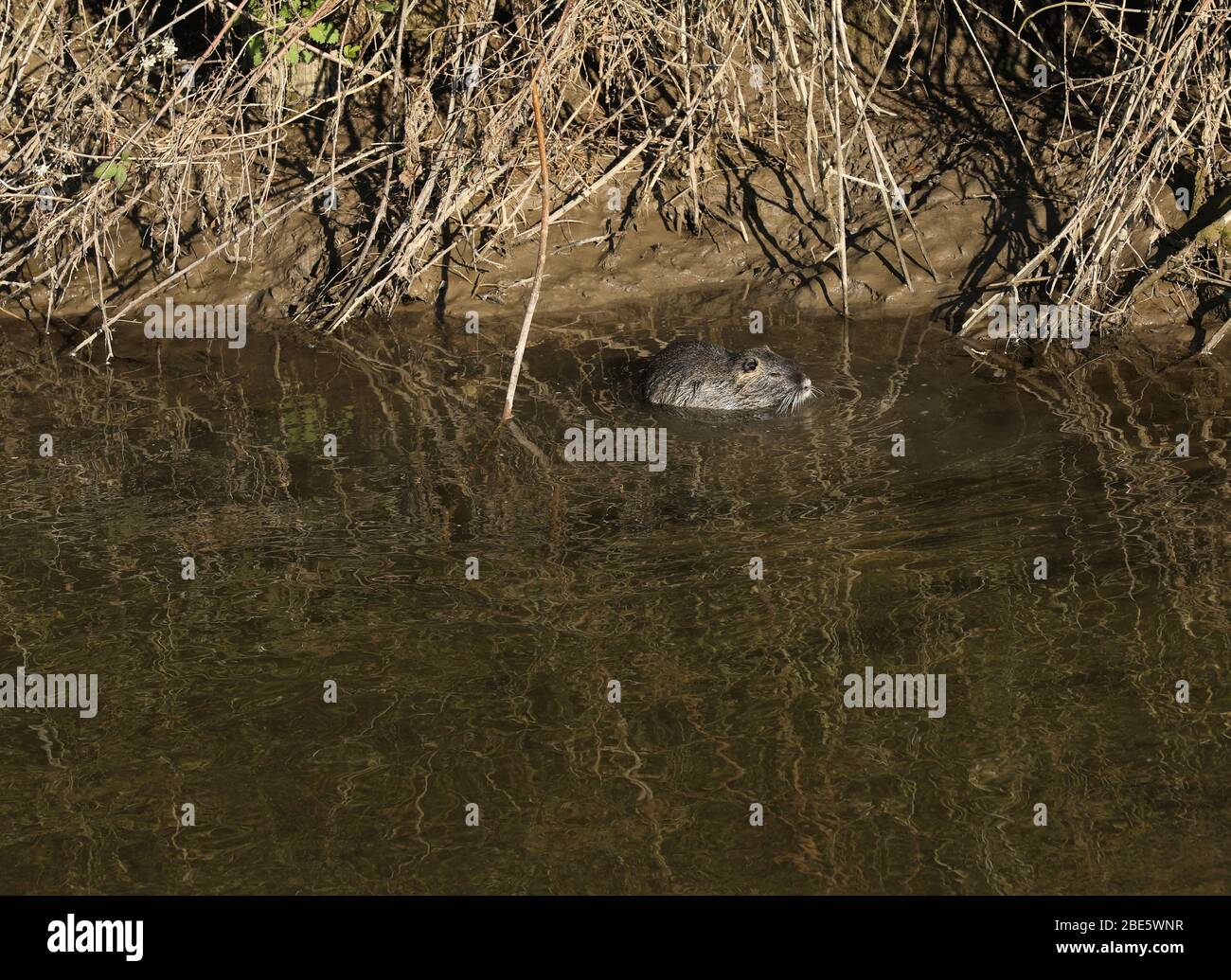 Rodent incisor hi-res stock photography and images - Alamy