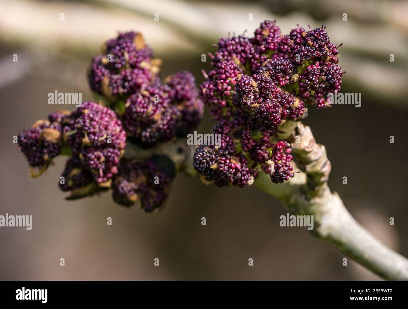 East Lothian, Scotland, United Kingdom. 12th April 2020. UK Weather: Spring wildlife in sunshine. Bright purple buds on a European ash tree (Fraxinus excelsior) Stock Photo