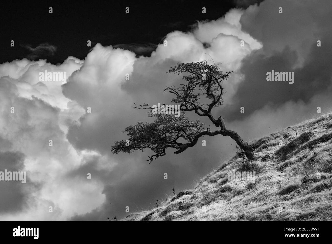 Lone thorn tree in the Brecon Beacons in infra-red Stock Photo