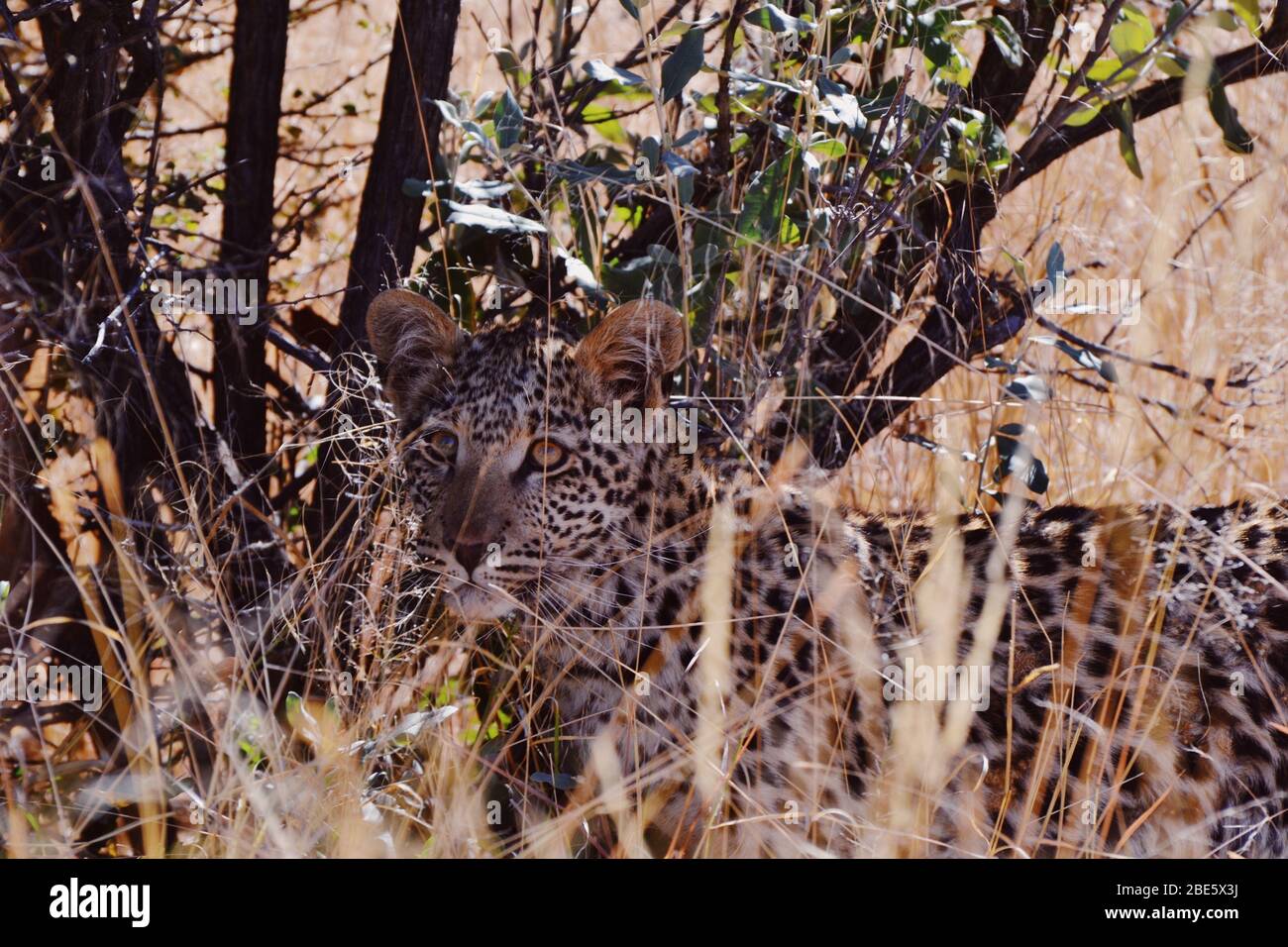 Hidden Leopard Stock Photo
