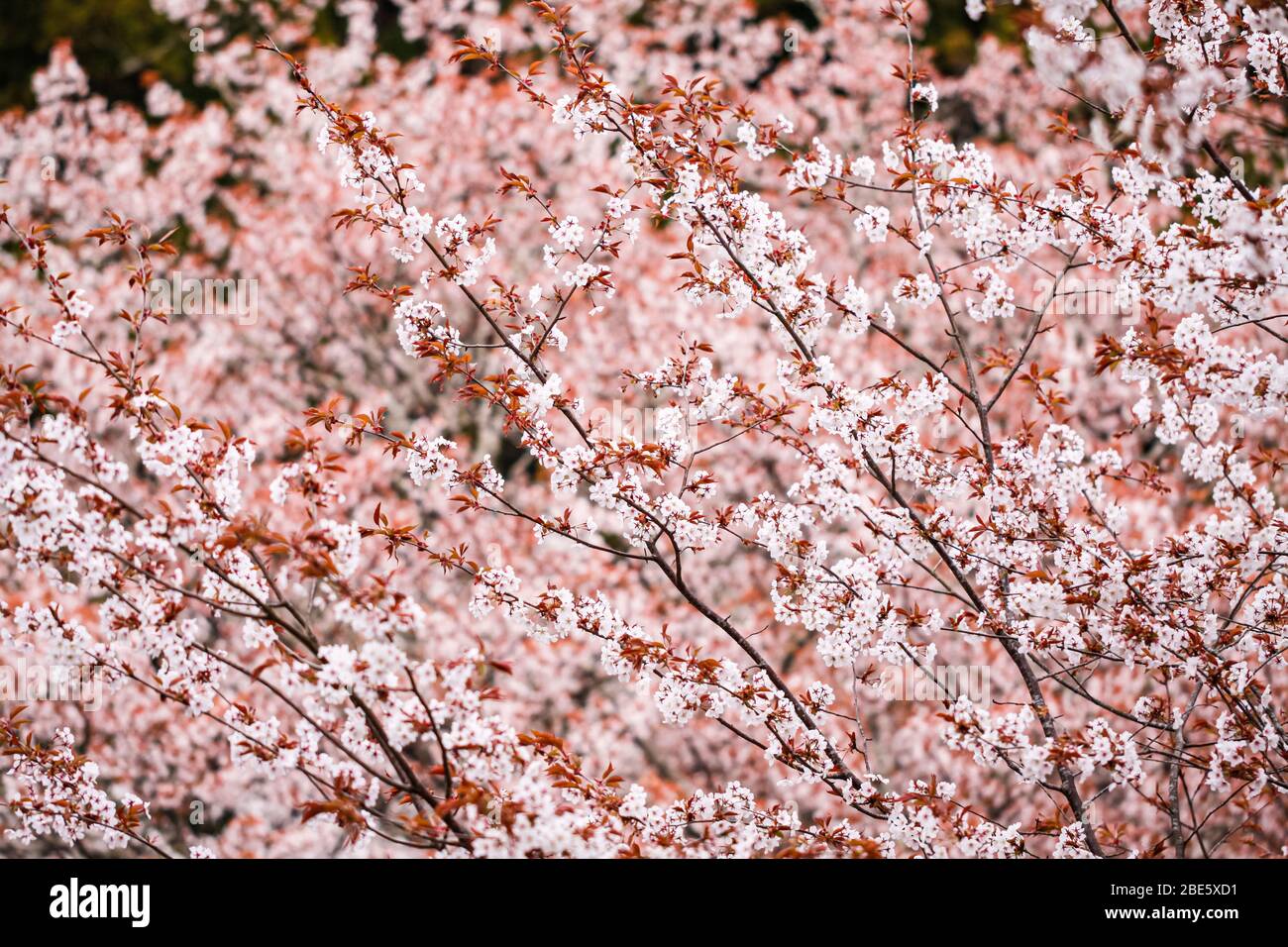 Sakura Bloosm in Mount Yoshino of Nara, Japan Stock Photo Alamy