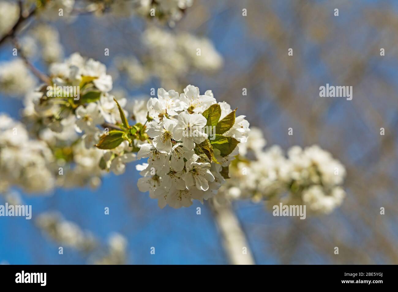 white flowering tree in april Stock Photo Alamy