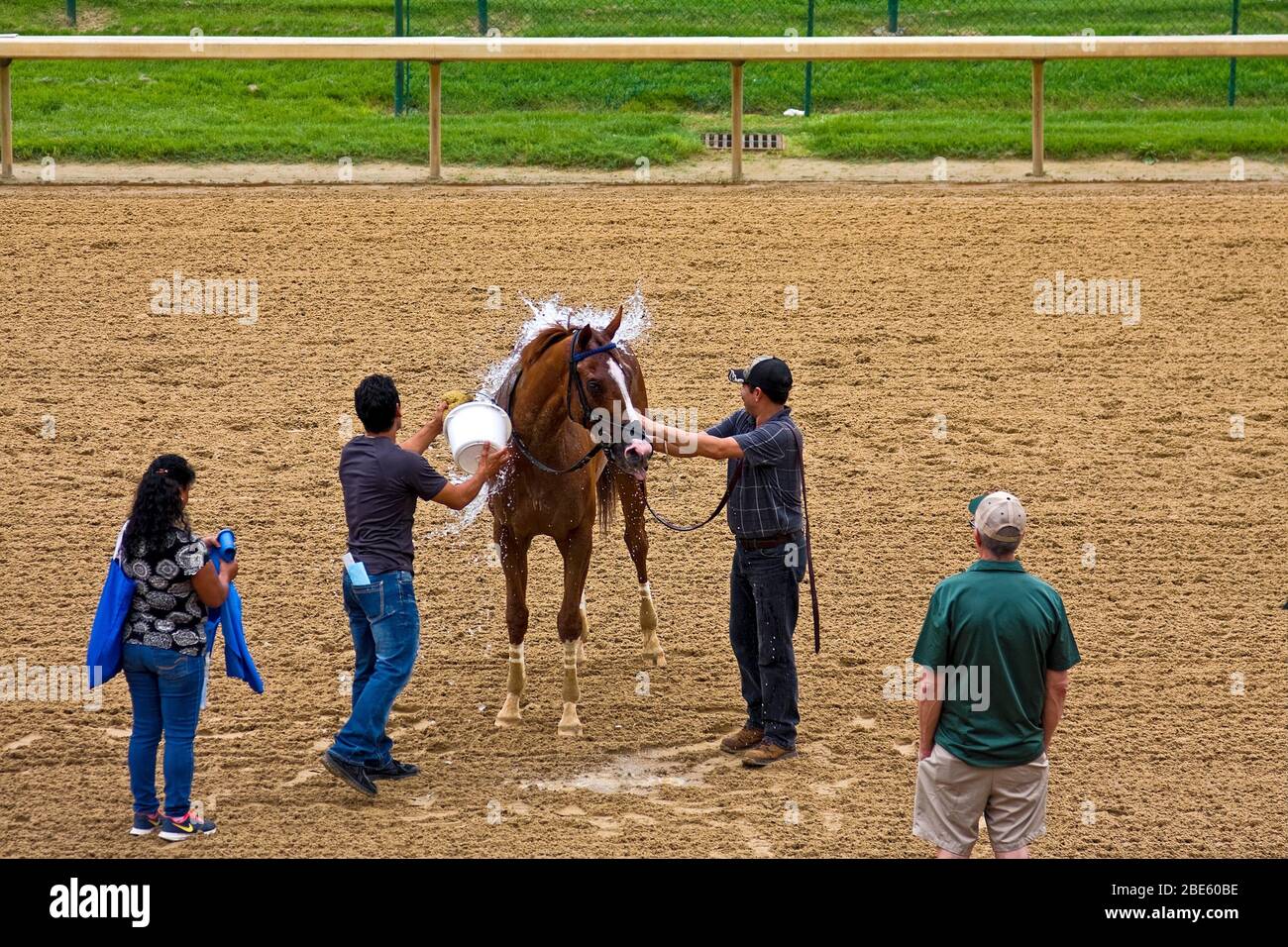 Attendant splashes water on horse hires stock photography and images