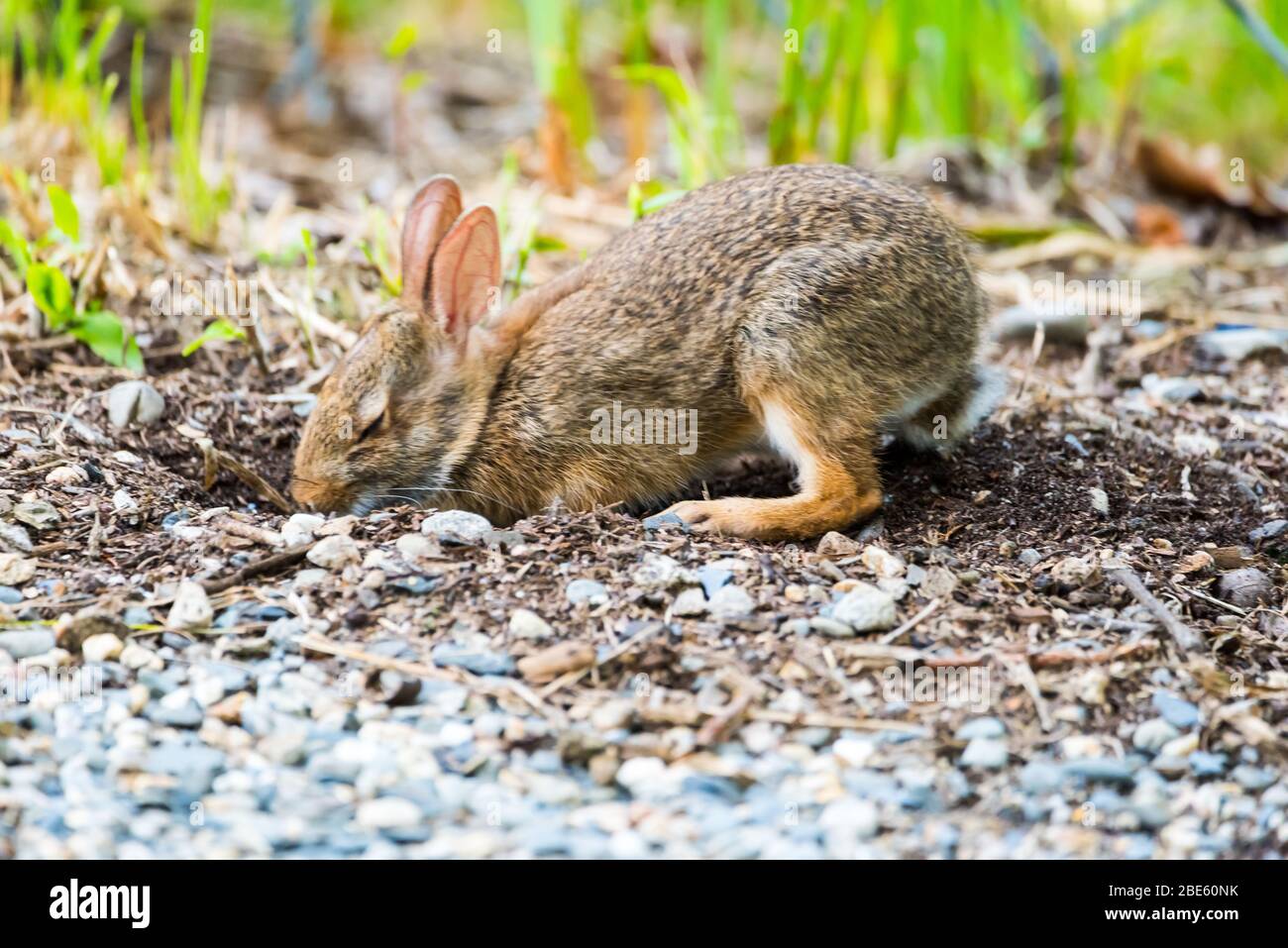Young New England Cottontail bunny digging a hole in the ground to take a dirt bath. Stock Photo