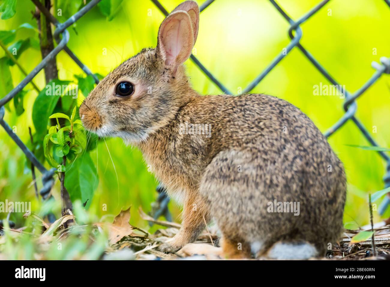 Rabbit standing in profile next to a wire fence Stock Photo - Alamy