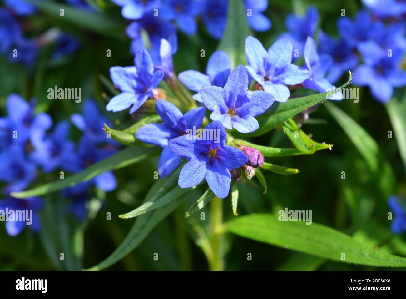 Bright Blue flowers on Lithodora diffusa, Heavenly Blue Stock Photo