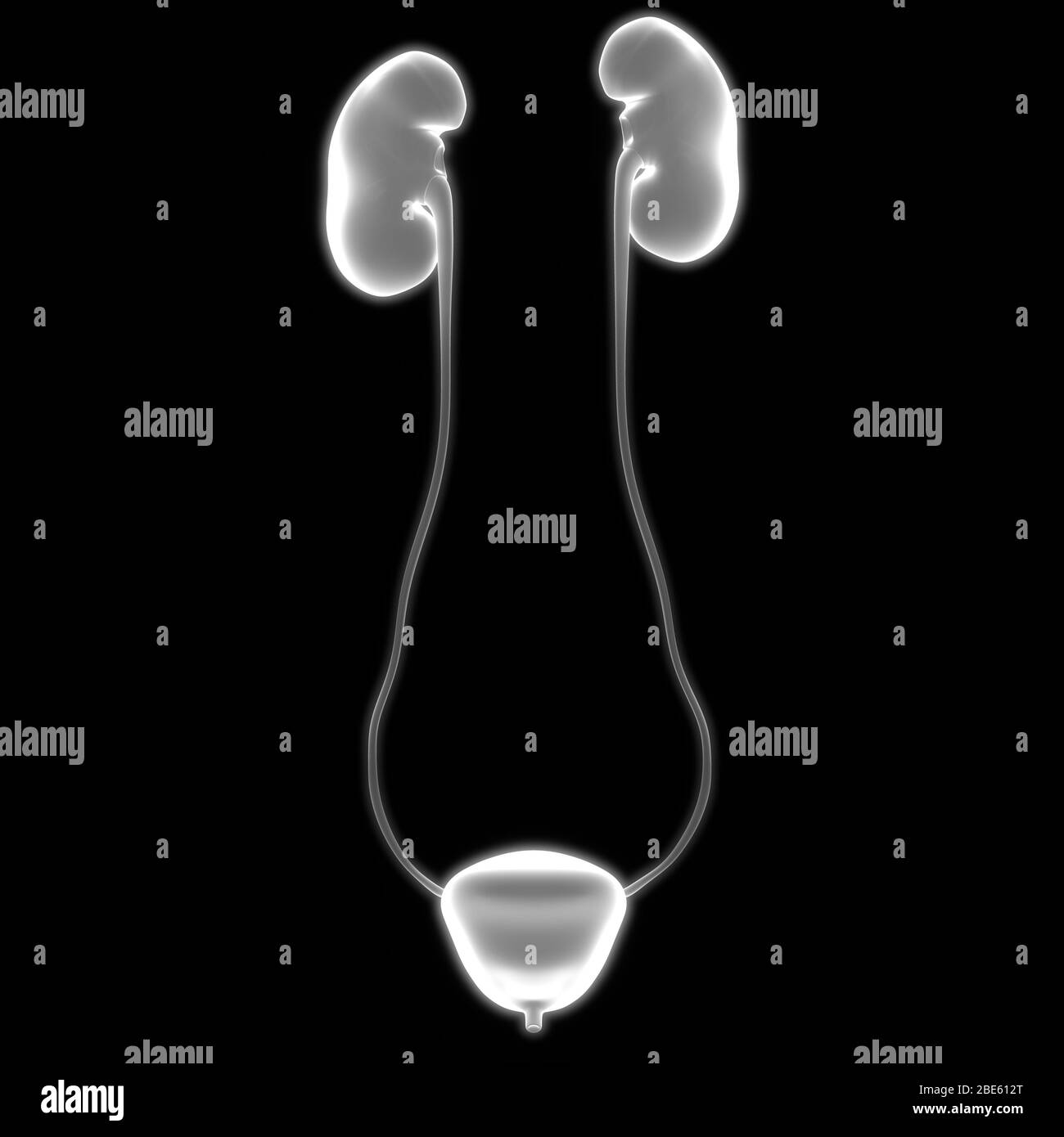Human Internal Organs Urinary System Kidneys with Bladder Anatomy. 3D Stock Photo