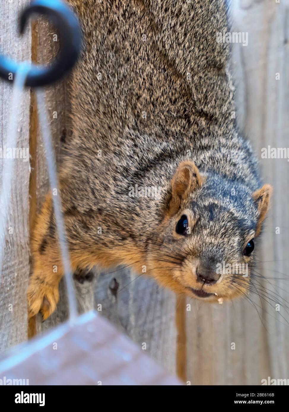 Squirrel climbing down the side of a fence to eat bird seed from a bird feeder, starting at you with a seed hanging from its mouth.  Wildlife animal i Stock Photo