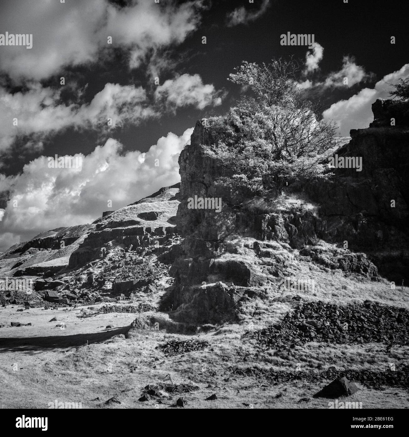 Tree growing in an abandoned quarry in infra-red Stock Photo