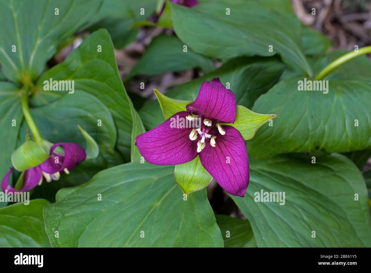 Trillium blooming in the early spring. Stock Photo