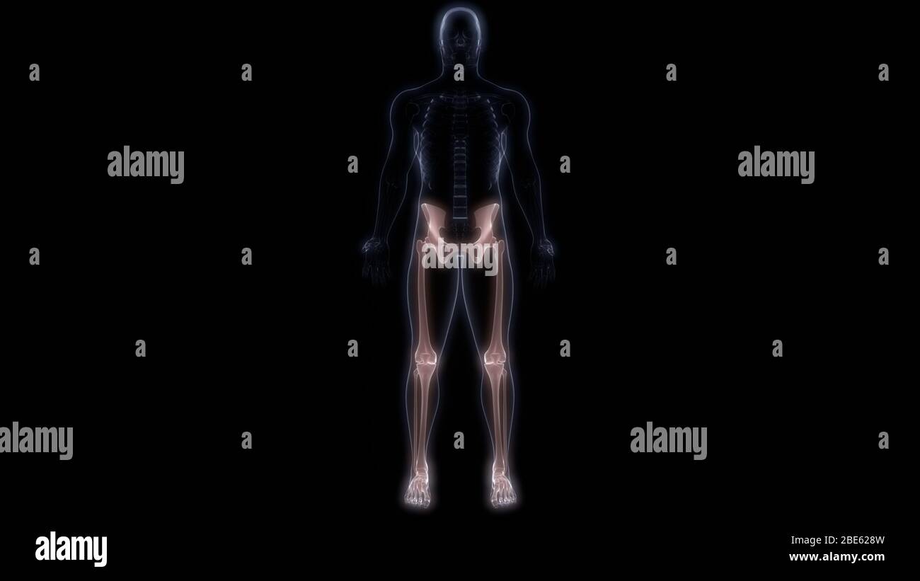 Bone Joints of Human Skeleton System Anatomy Stock Photo