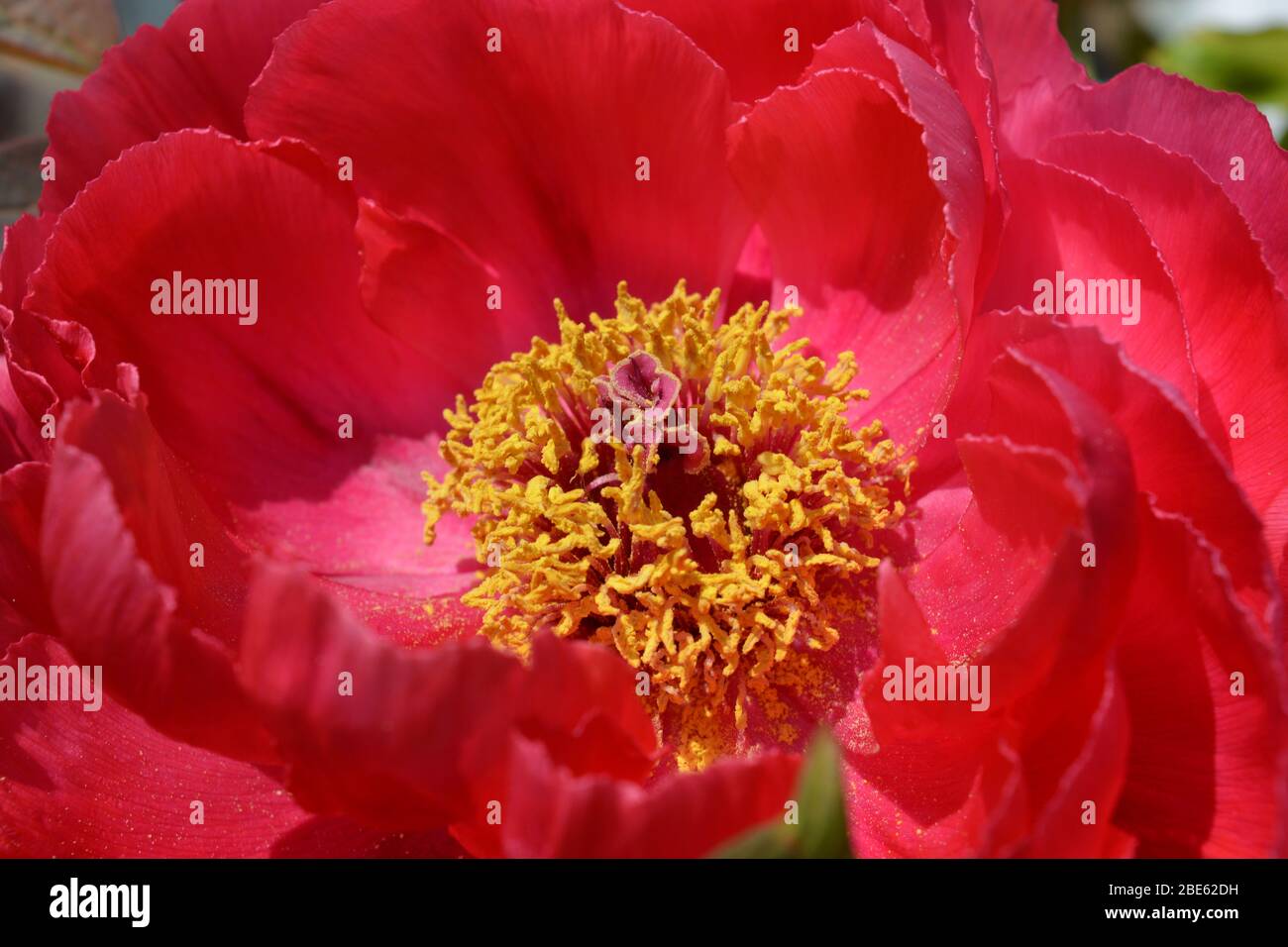 Red flower of a Tree Peony, close-up Stock Photo