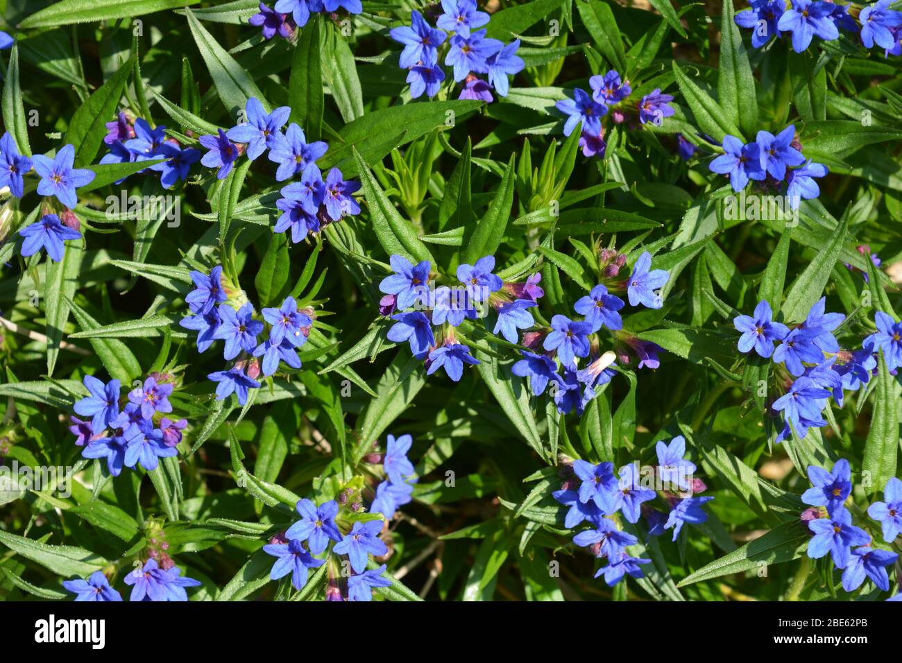 Bright Blue flowers on Lithodora diffusa, Heavenly Blue Stock Photo
