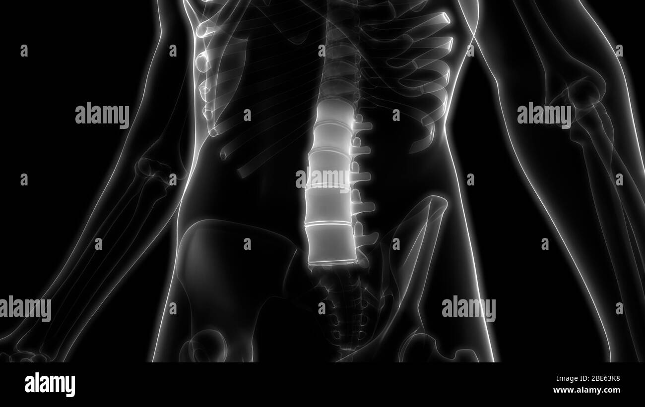 Vertebral Column of Human Skeleton System Anatomy Stock Photo