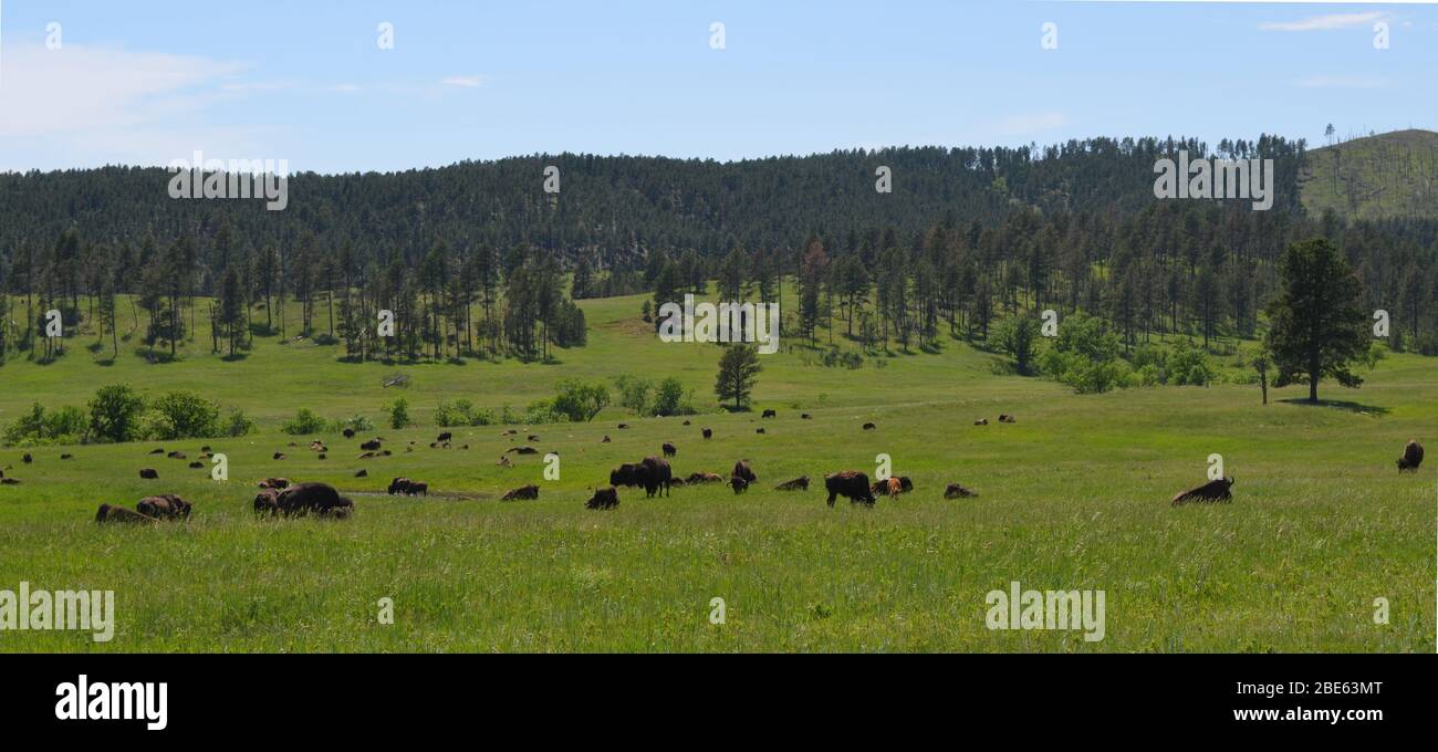 Late Spring in South Dakota: Buffalo Herd Near the Corrals Along the ...