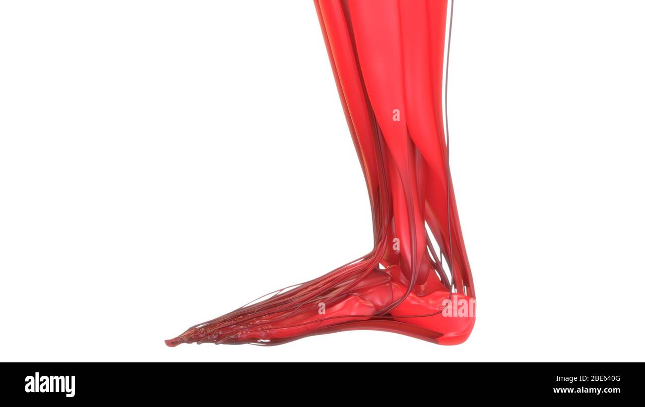 Human Body Muscular System Anatomy 3d rendering Stock Photo - Alamy