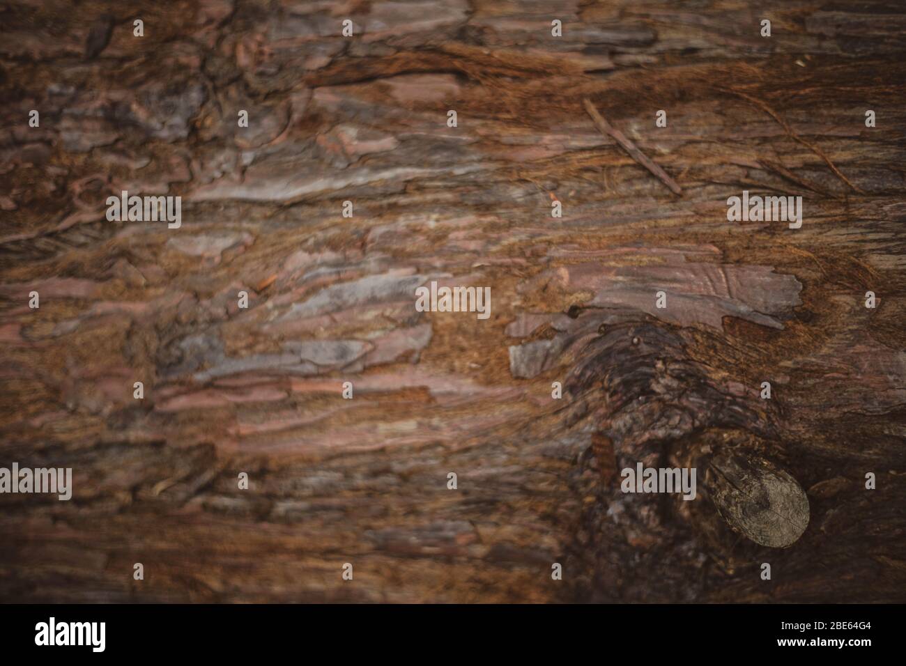texture of bark wood use as natural background Stock Photo - Alamy