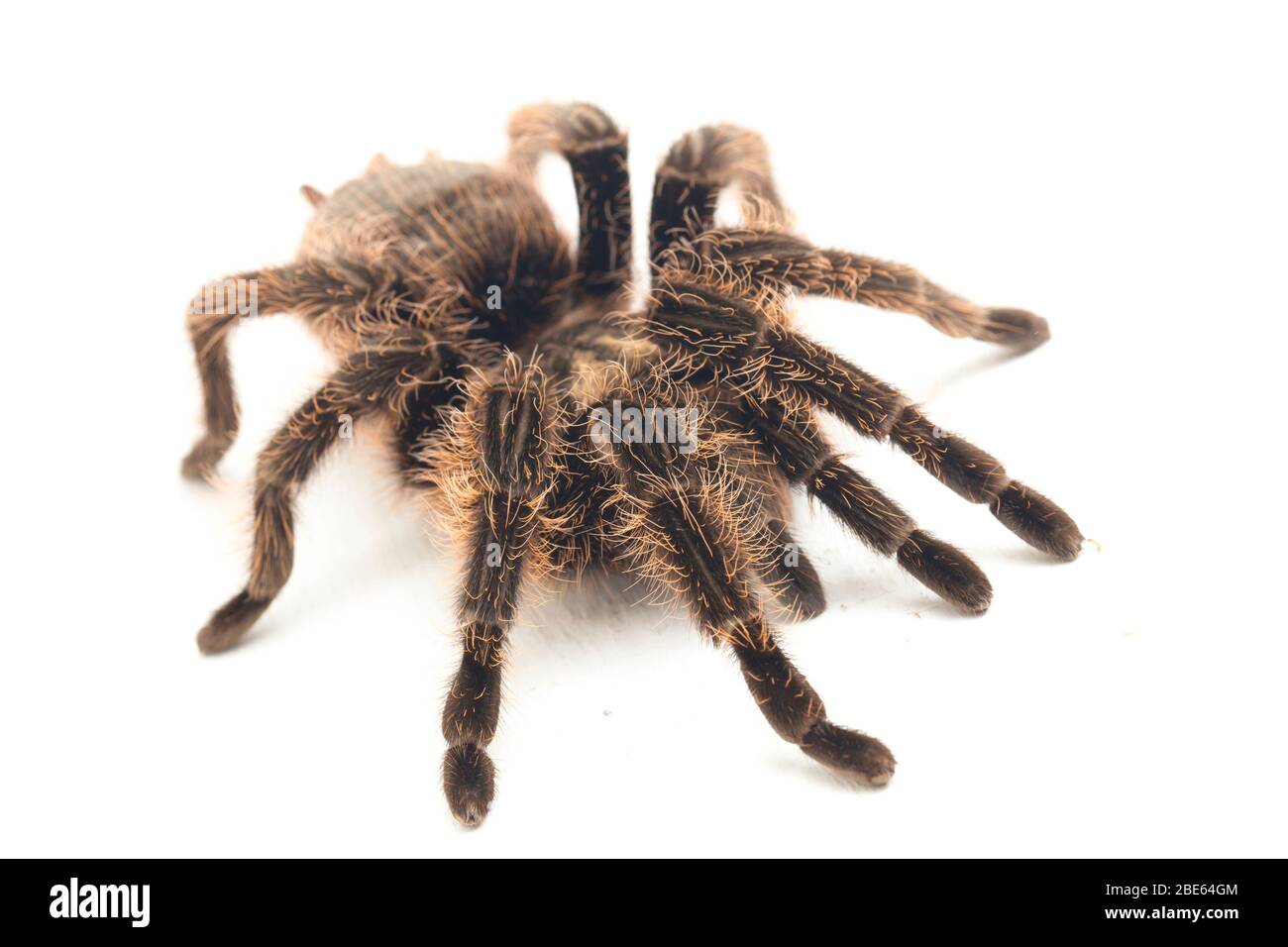 Curlyhair Tarantula (Brachypelma albopilosum) Isolated on white background Stock Photo
