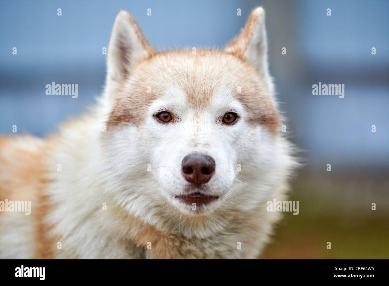Husky dog outdoor portrait. Funny pet on walking before sled dog racing. Stock Photo