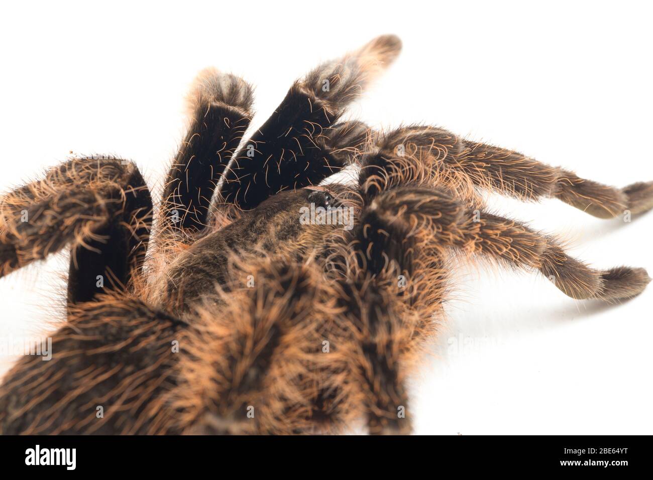 Curlyhair Tarantula (Brachypelma albopilosum) Isolated on white background Stock Photo