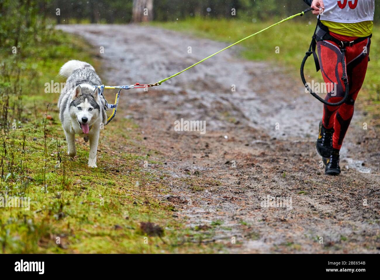 Canicross dog mushing race. Husky sled dog attached to runner. Autumn
